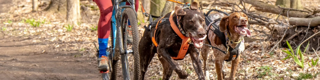 Veterinary Testimonials: "Why I Recommend Primal" By Dr. Deanna Clark