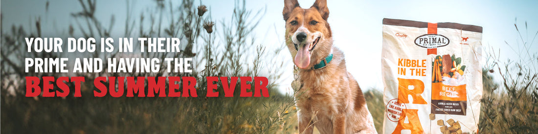 <b>Make the Most of Summer Adventures with Your Dog</b>