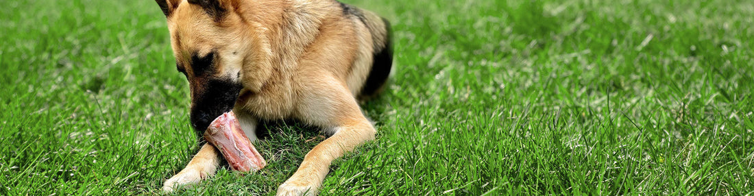Dog Bone Cheatsheet: Differences Between Types of Dog Bones