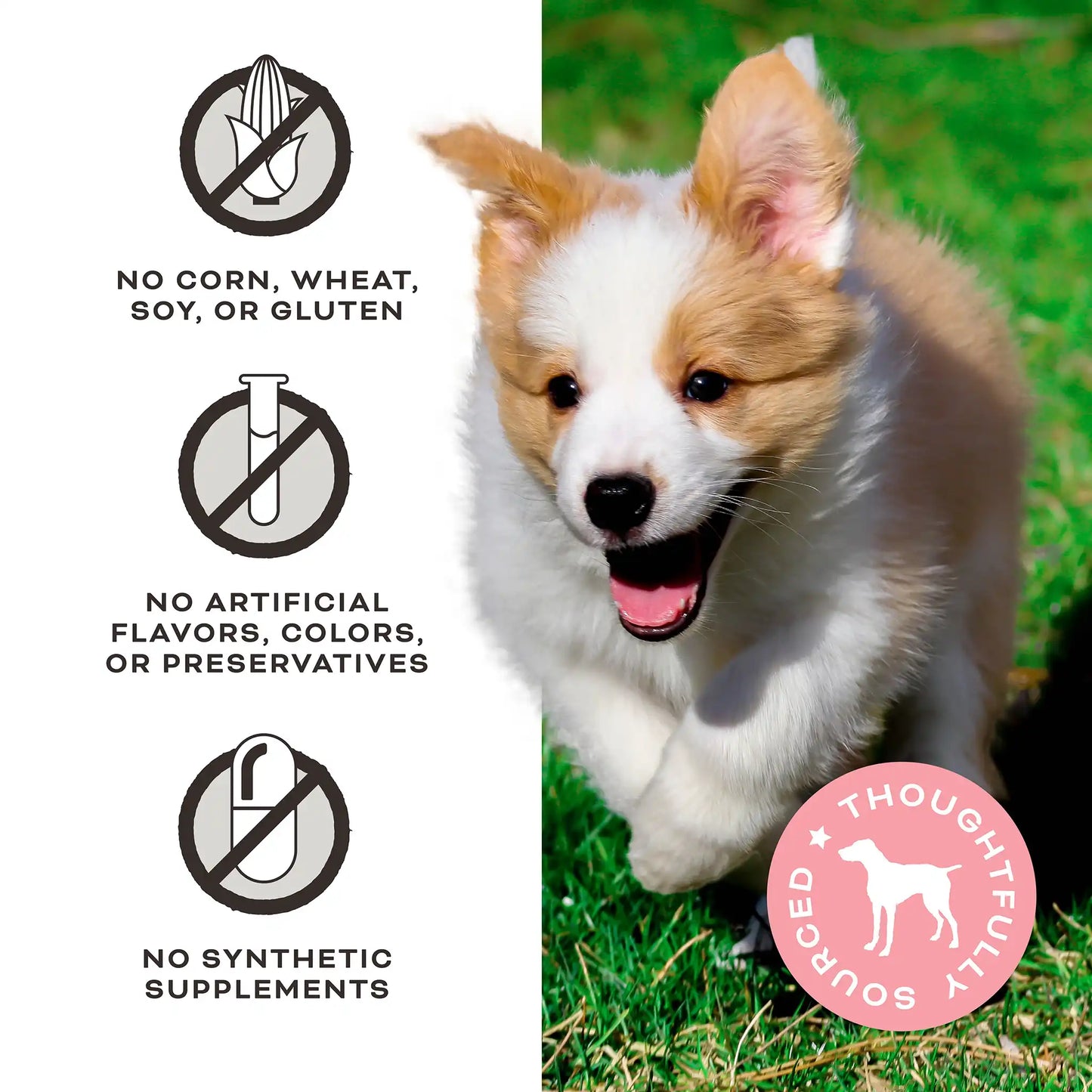 Freeze-Dried Raw Dog Treats - You're My Butter Half