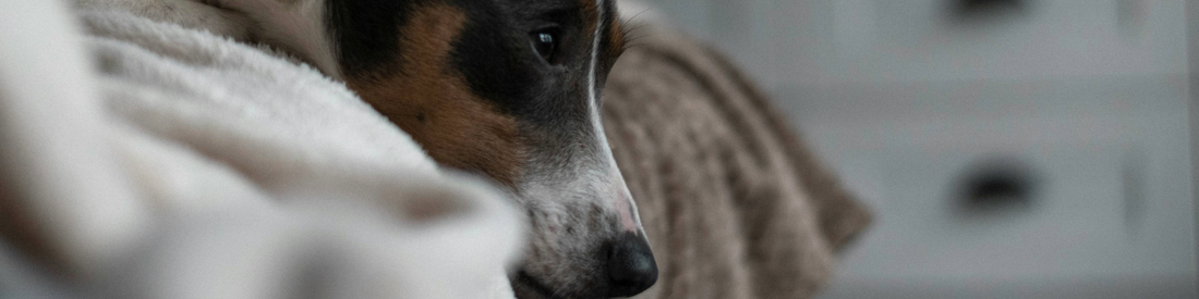 Common Dog Food Allergies: Causes, Symptoms, and Solutions