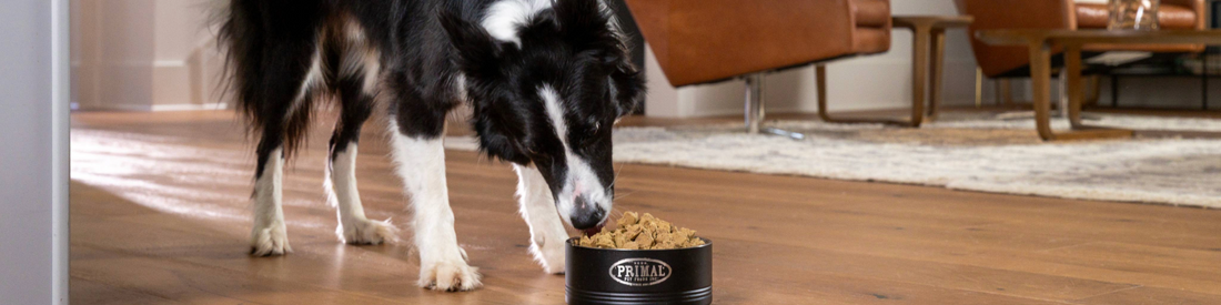 4 Ways To Restore Your Pet’s Gut Health Naturally