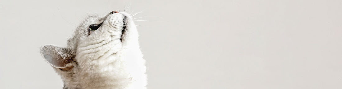<b>Hand Signals to Teach Your Cat</b>