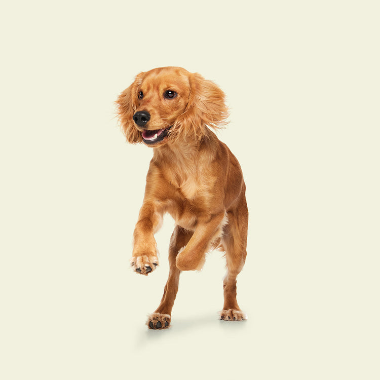 healthy-dog-food-toppers-hydrators-for-raw-meals-primal-pet-foods
